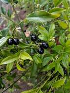 Image of Sarcococca confusa Sealy