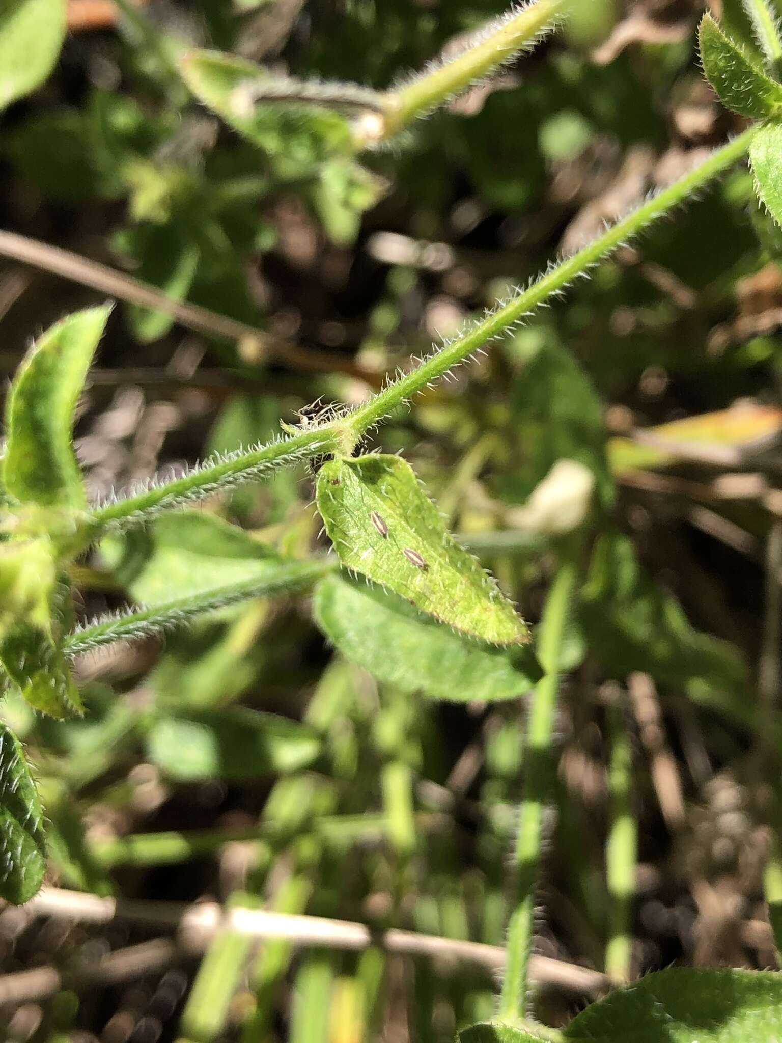 Image of Justicia adscendens subsp. adscendens