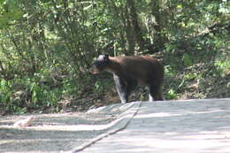 Image of Mexican Black Bear