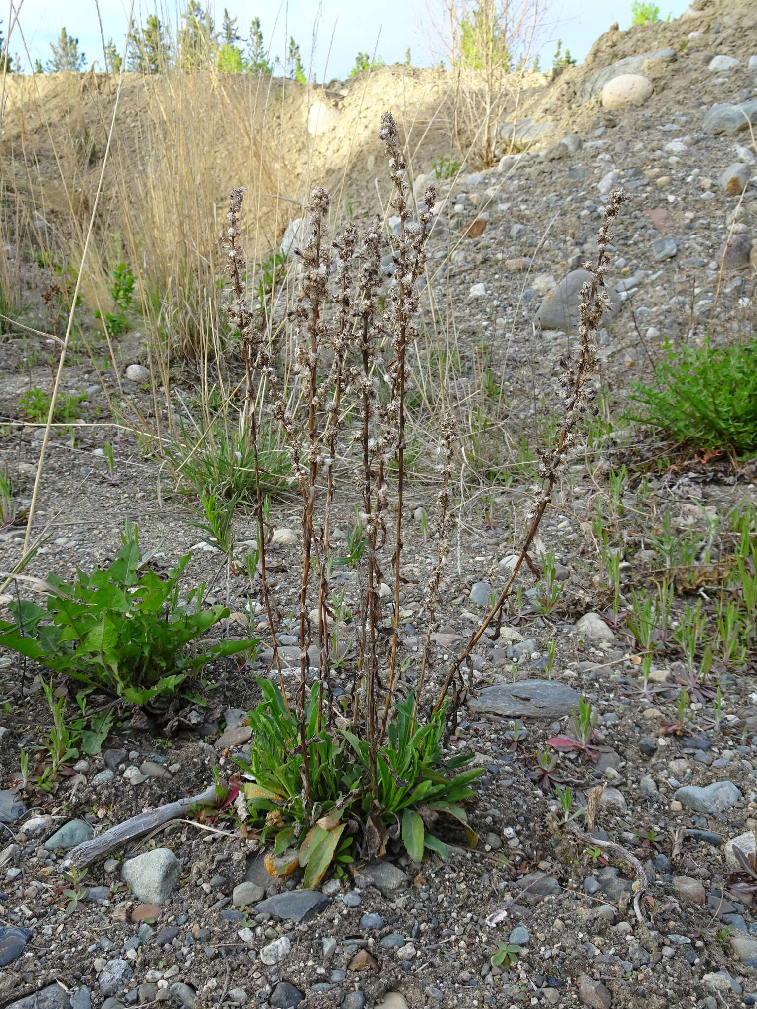 Image of Mt. Albert goldenrod