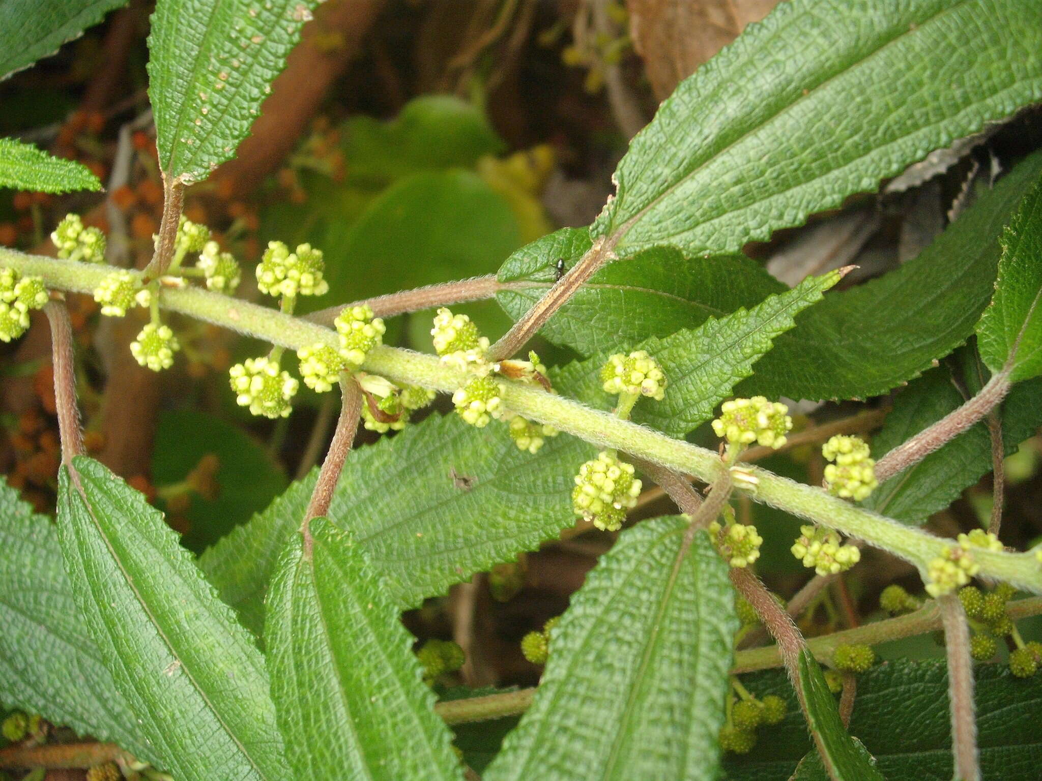 Imagem de Debregeasia longifolia (Burm. fil.) Wedd.