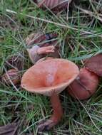 Image of Birch Milkcap