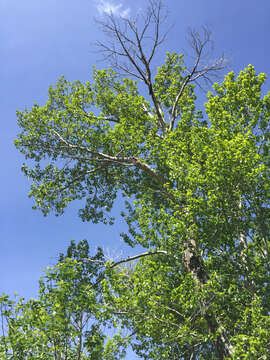 Image of Populus trichocarpa Torr. & A. Gray ex Hook.