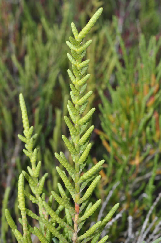 Image of Salicornia ramosissima J. Woods