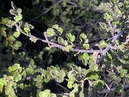 Image of Pine Hill flannelbush