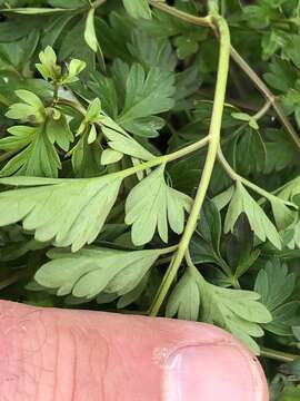 Image of eastern hemlockparsley