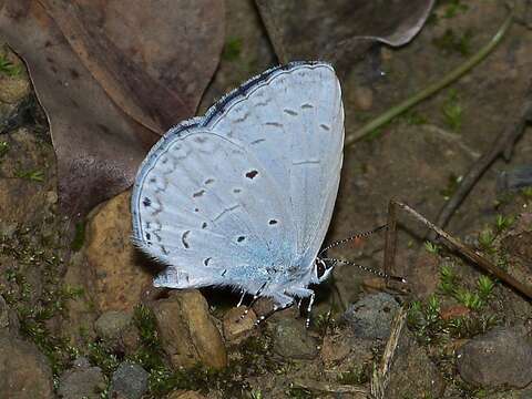 Image of Celastrina lavendularis himilcon (Fruhstorfer 1909)