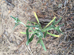 Sivun Cryptantha leiocarpa (Fisch. & C. A. Mey.) Greene kuva