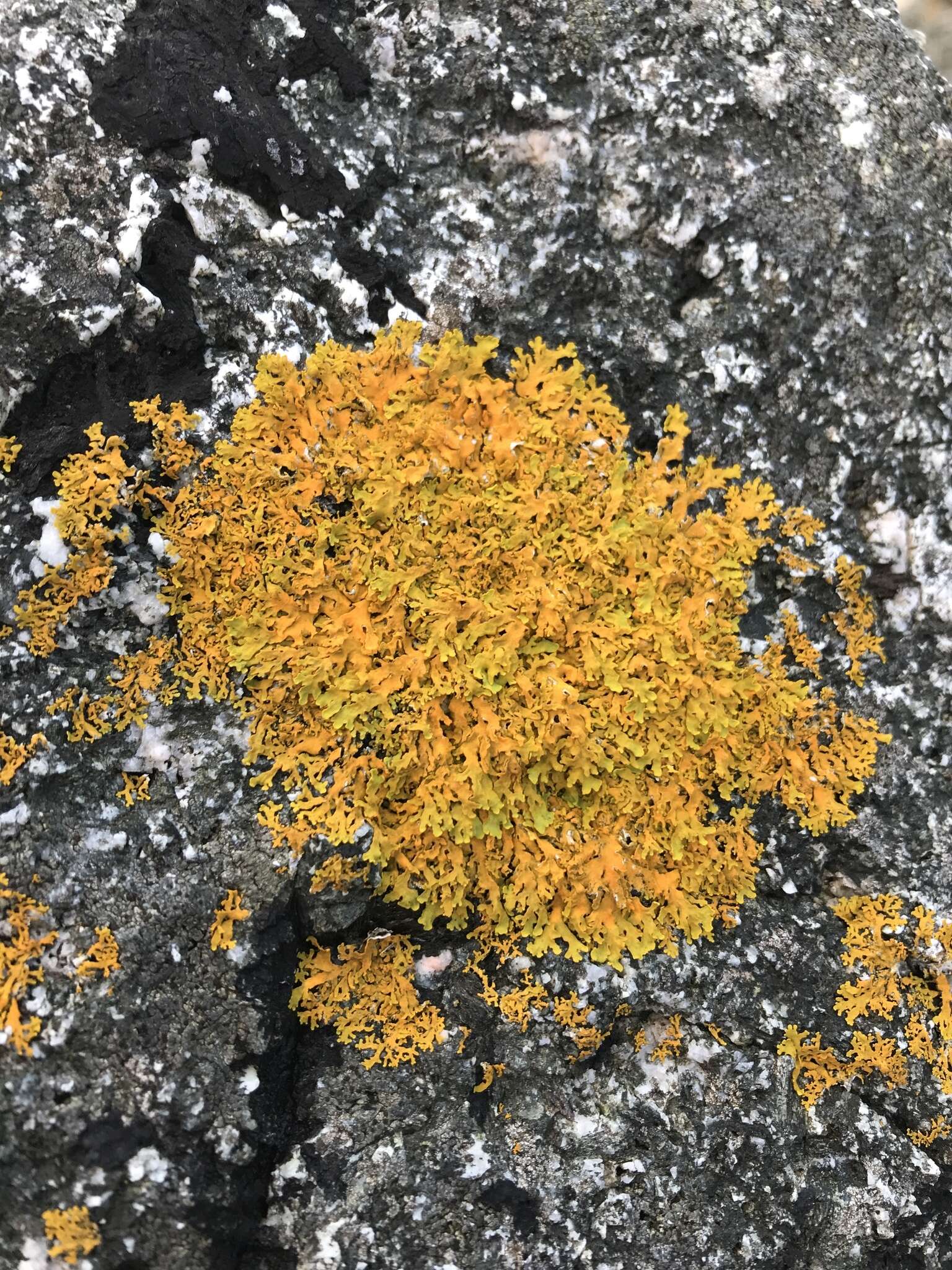 Image of Xanthoria aureola (Ach.) Erichsen