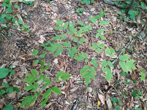 Image of Actaea spicata var. acuminata (Wall. ex Royle) Hara