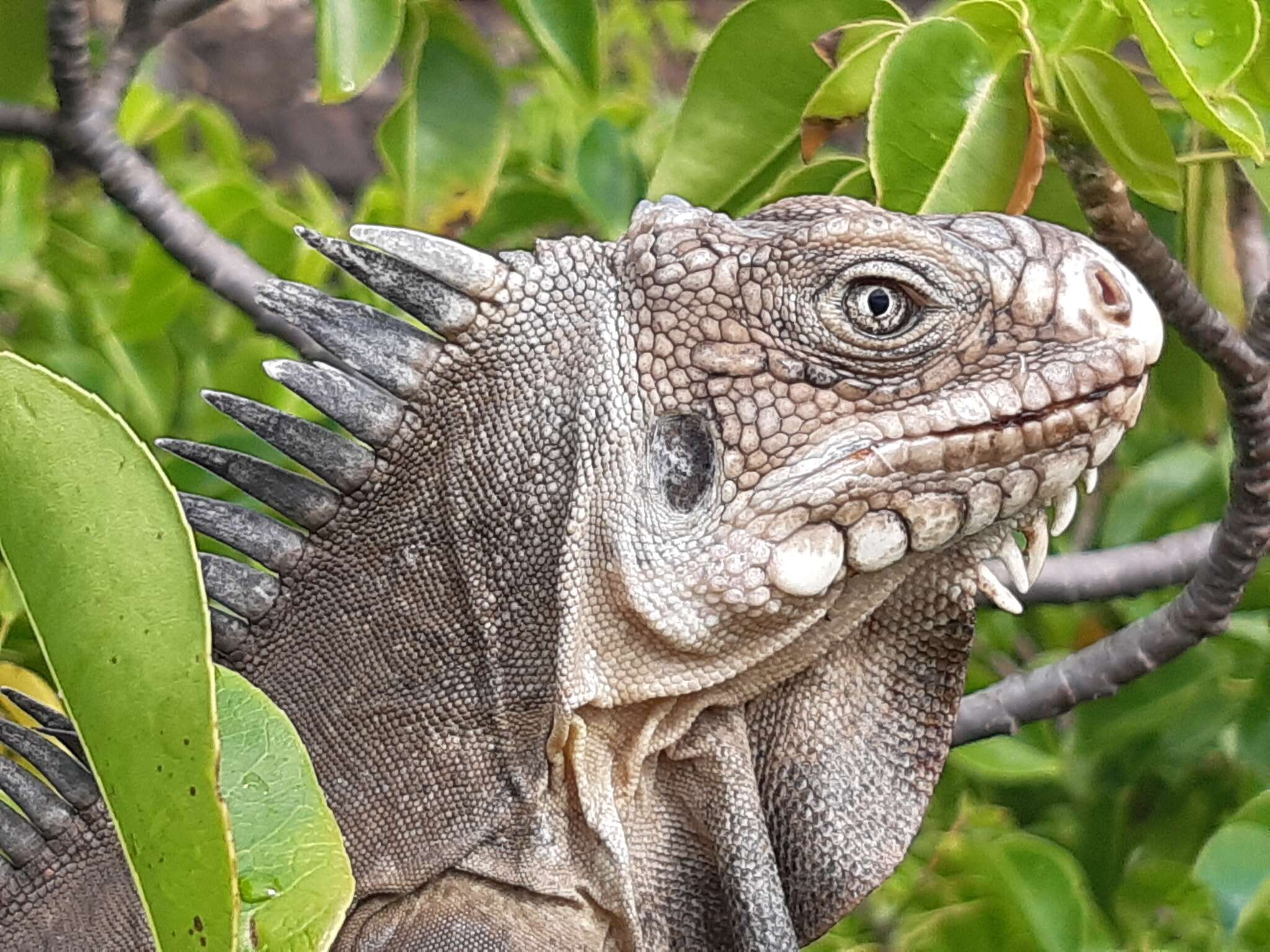 Imagem de Iguana delicatissima Laurenti 1768