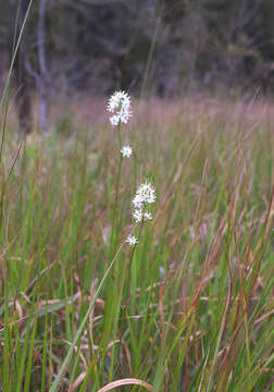 Image of Triantha japonica (Miq.) Baker