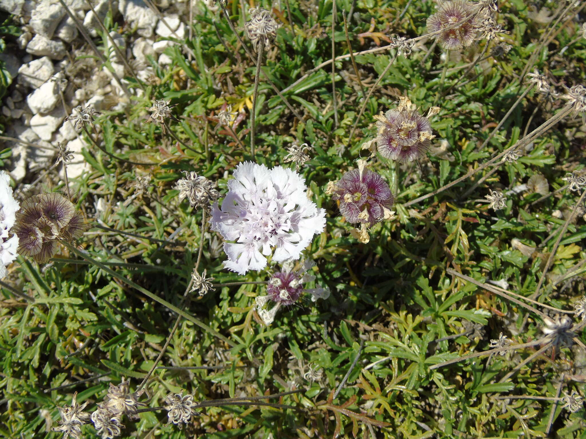 Sivun Lomelosia crenata subsp. dallaportae (Boiss.) W. Greuter & Burdet kuva