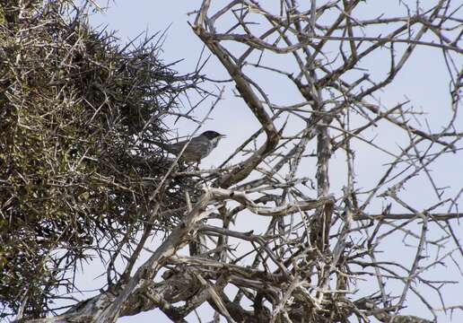 Image of Cyprus Warbler