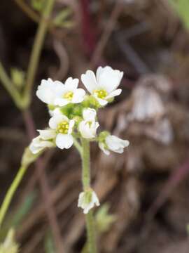 Image of Tomostima sonorae