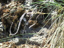 Image of Stipa pennata subsp. pennata