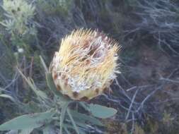 Image of Protea inopina J. P. Rourke