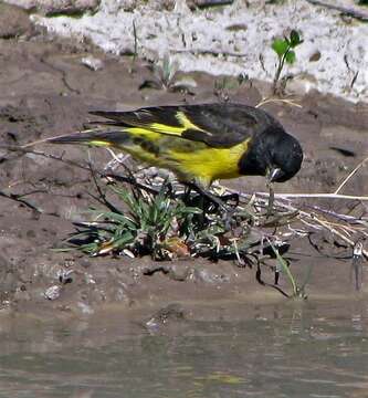 Image of Yellow-rumped Siskin