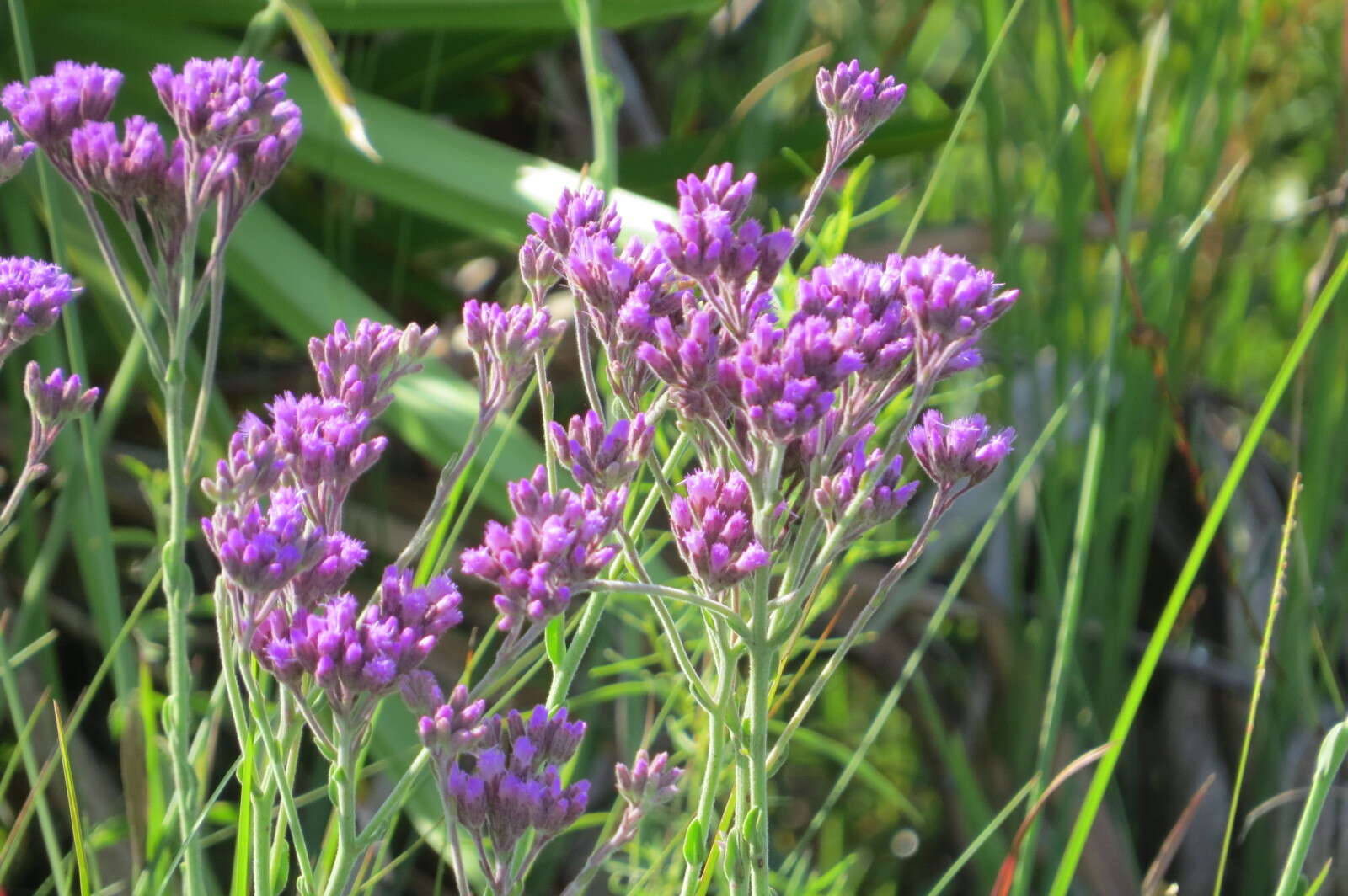 Image of pineland chaffhead