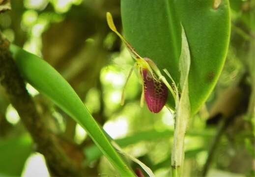 Plancia ëd Restrepia muscifera (Lindl.) Rchb. fil. ex Lindl.