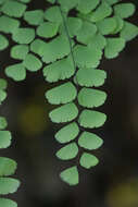 Adiantum amplum C. Presl的圖片