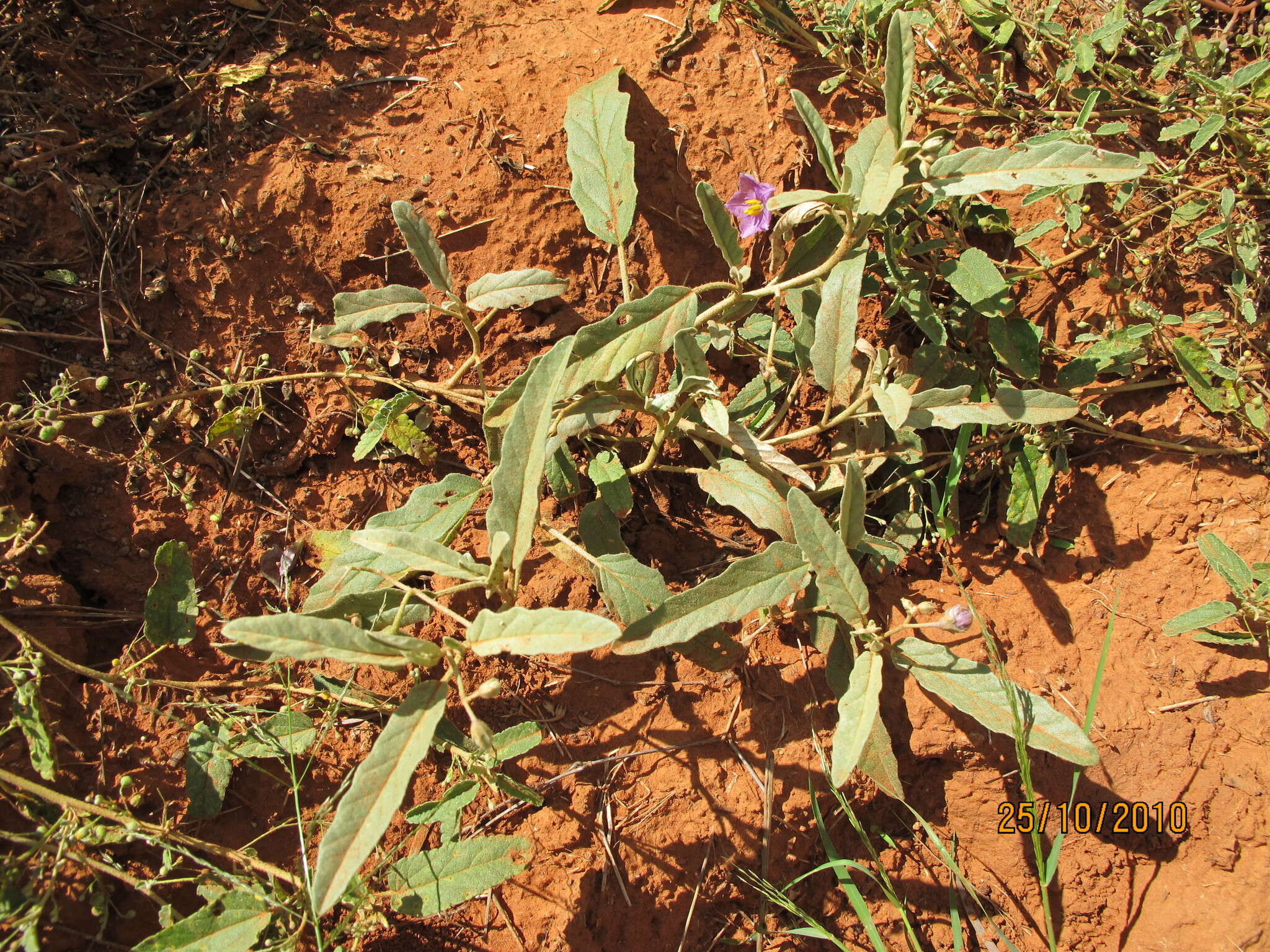 Image of Solanum esuriale Lindl.