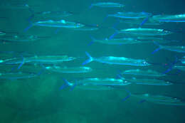 Image of Jumping halfbeak