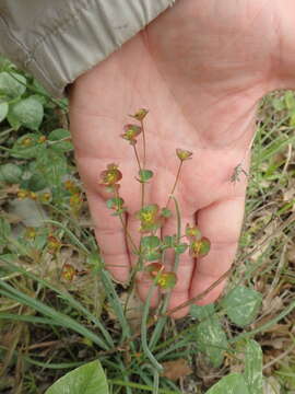 Imagem de Euphorbia leptocaula Boiss.