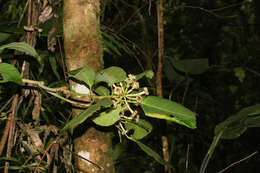 Image of Dendropanax sessiliflorus (Standl. & A. C. Sm.) A. C. Sm.