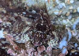 Image of Fluffy sculpin