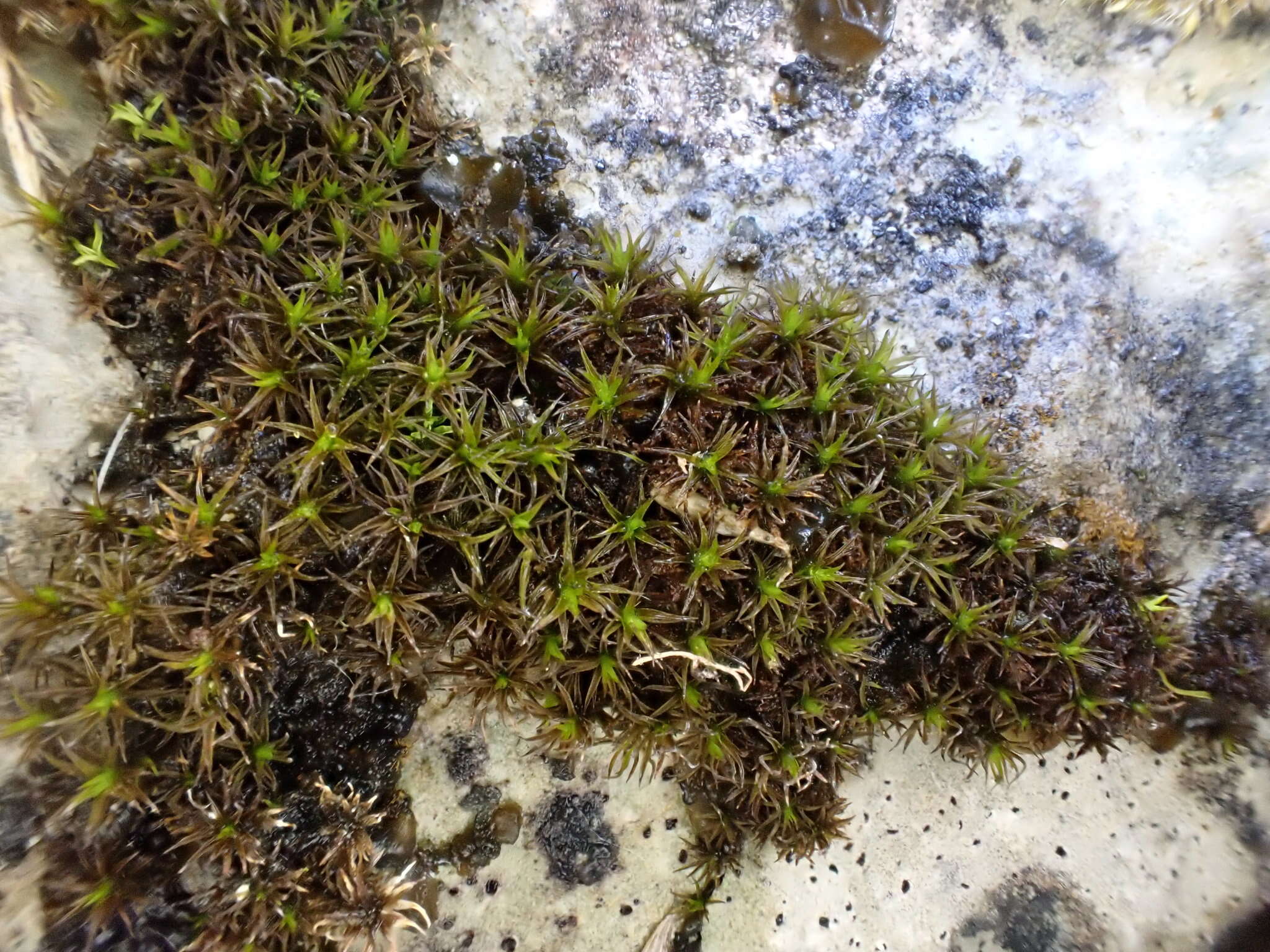 Image of rigid didymodon moss