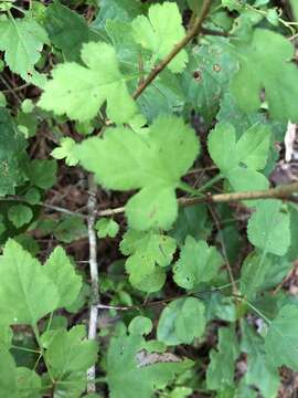 Image of stolonbearing hawthorn