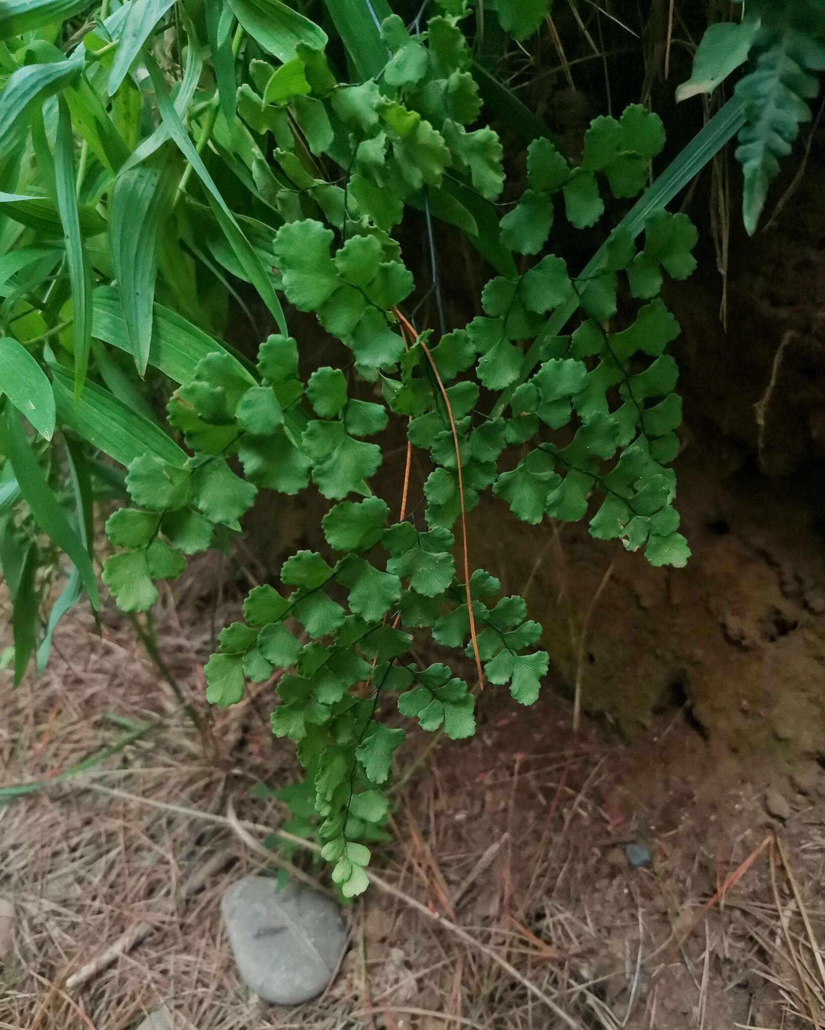 Image of Adiantum chilense Kaulf.