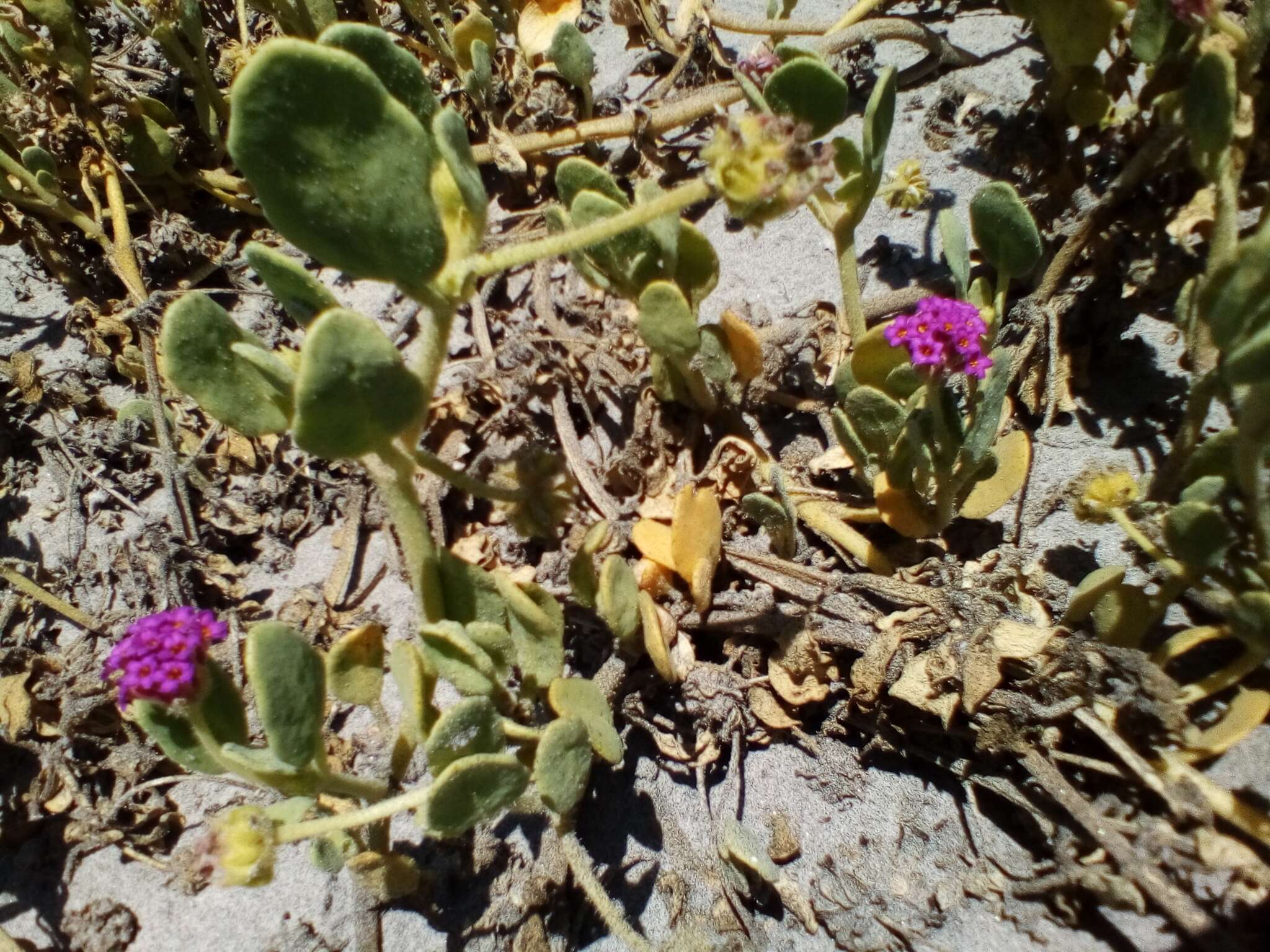 Image of Abronia maritima subsp. maritima