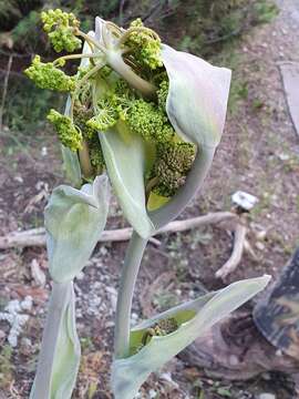 Image of Thapsia garganica L.