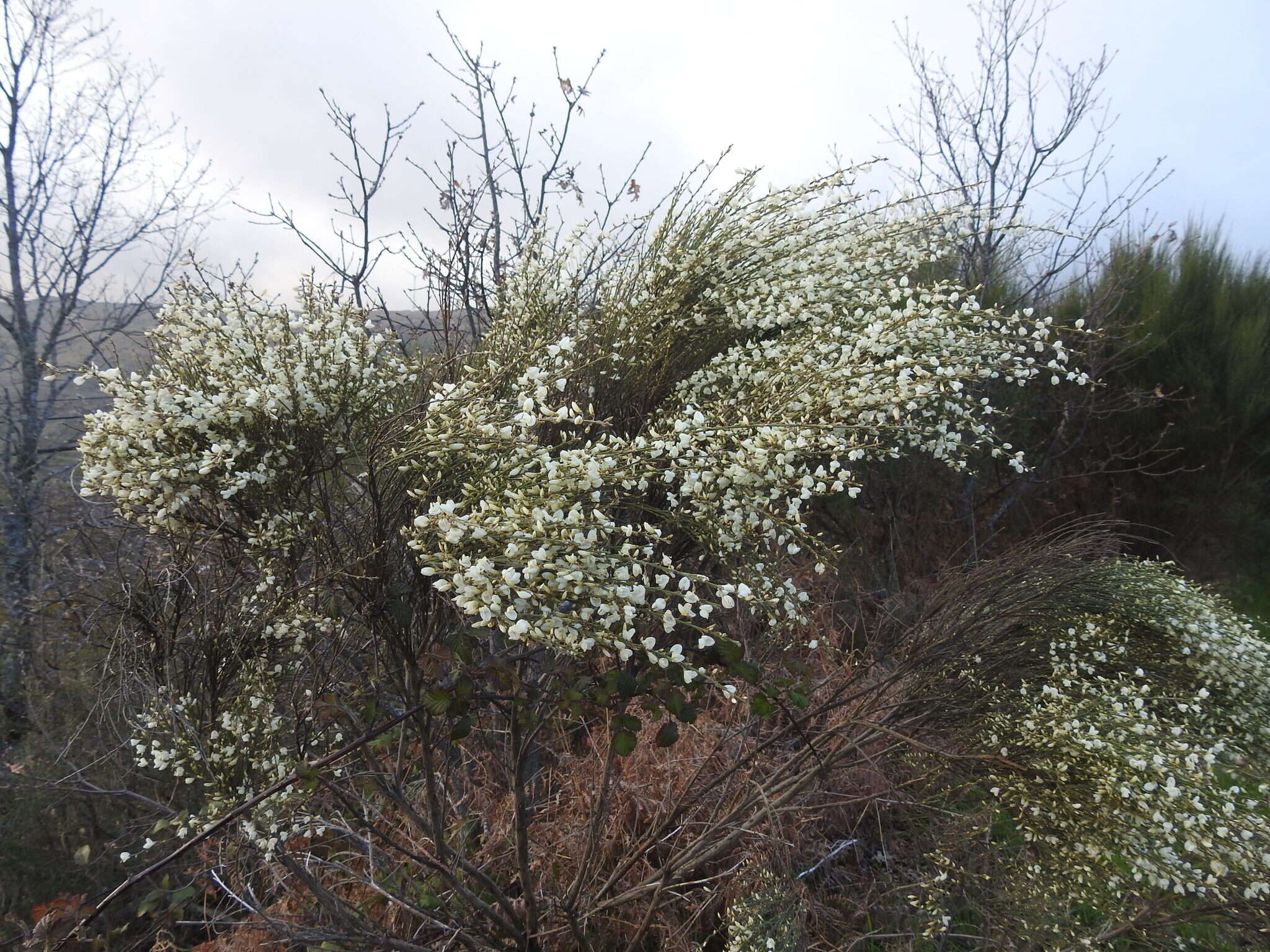 Image of white spanishbroom