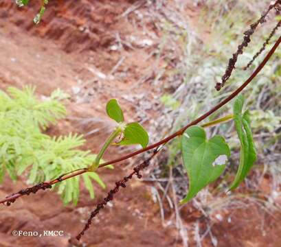 Image of Dioscorea pteropoda Boivin ex H. Perrier