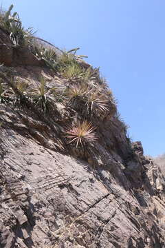 Слика од Agave ortgiesiana (Baker) Trel.