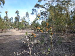 Imagem de Marasmodes fasciculata S. Ortiz