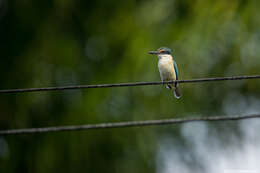 Image of Todiramphus sanctus canacorum (Brasil & L 1916)