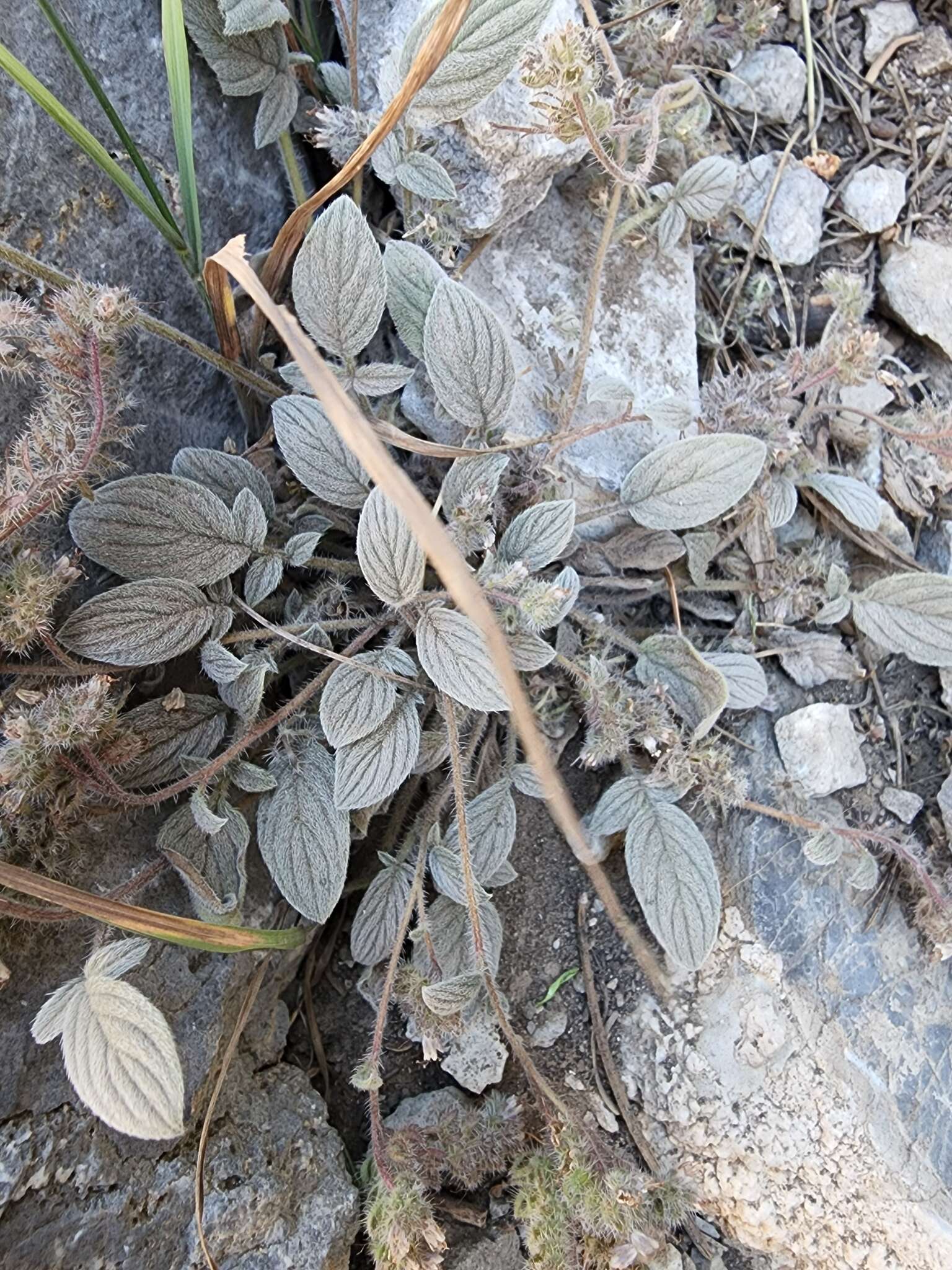 Image of Charleston phacelia