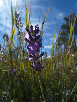 Image of English Lavendar