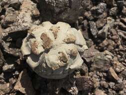 Image of Agaricus deserticola G. Moreno, Esqueda & Lizárraga 2010