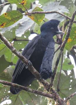 Image of umbrellabird