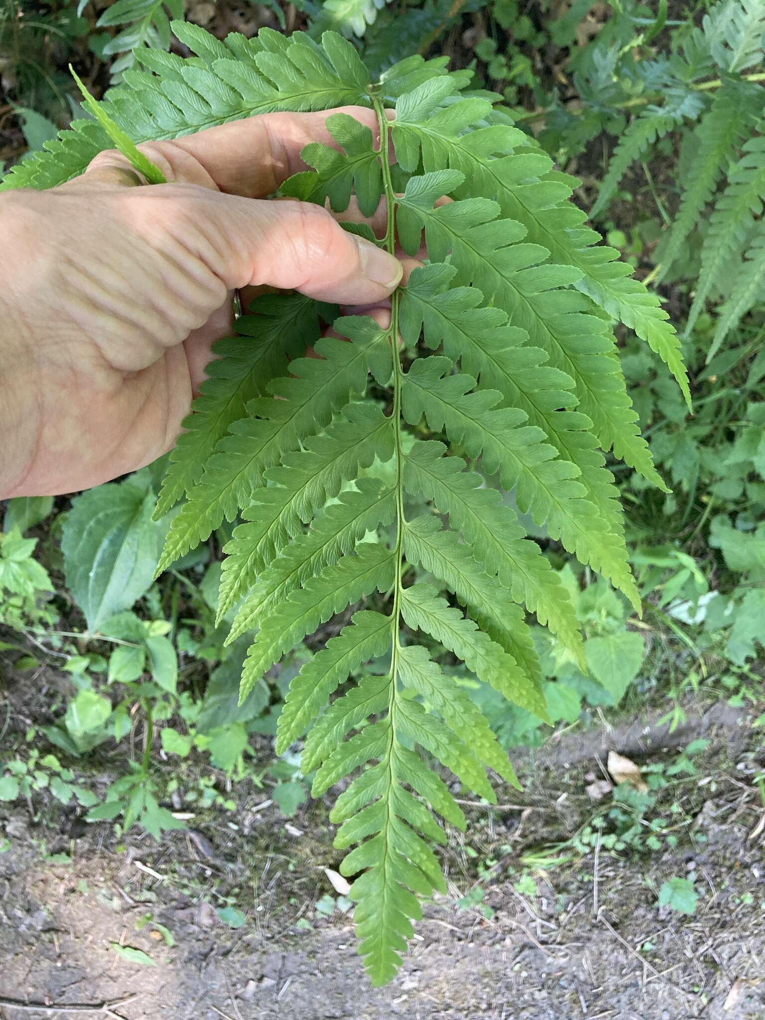 Image of log fern