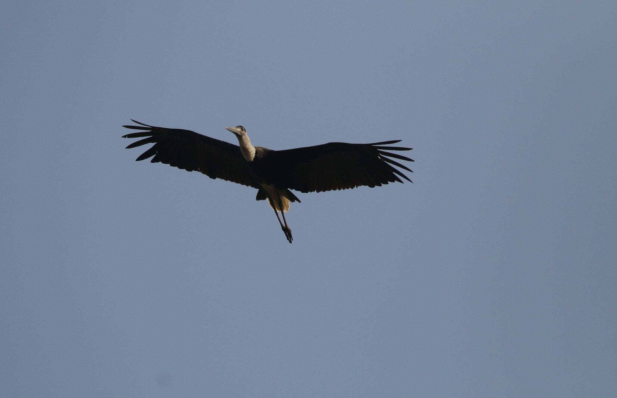 Image of Asian Woolly-necked Stork