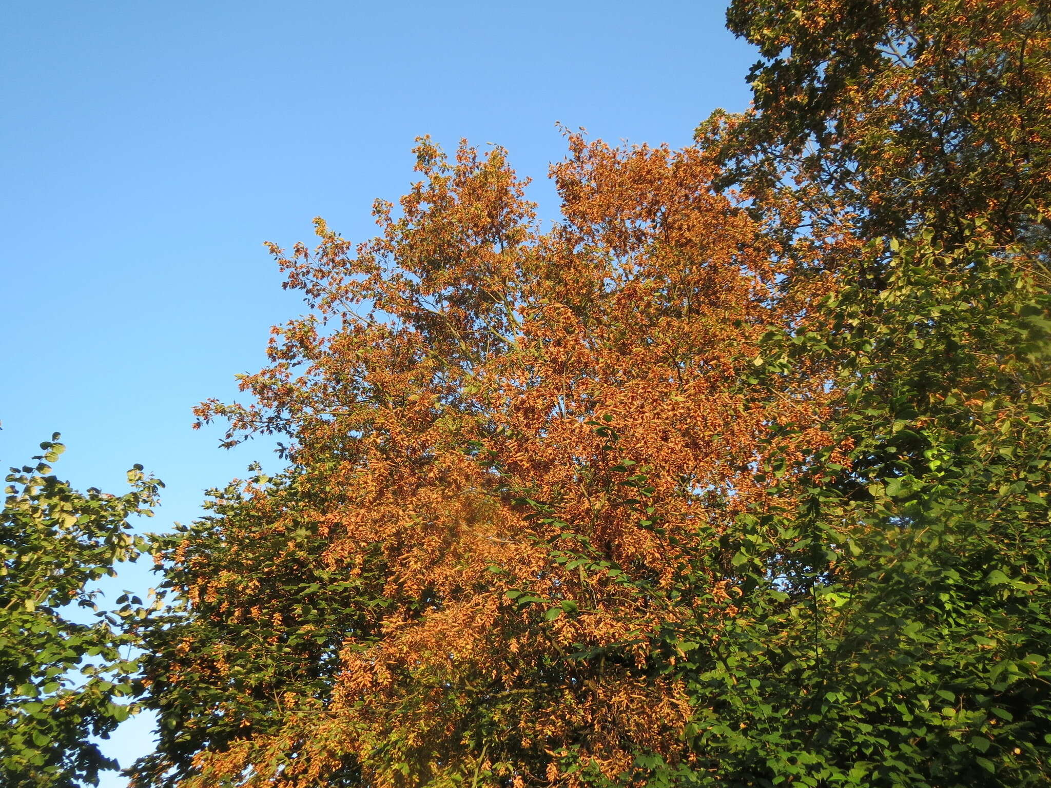 Image of Carpinus betulus L.