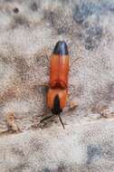 Image of Click beetle