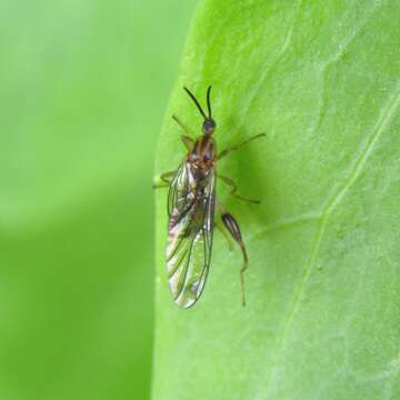 Image of Canthyloscelis