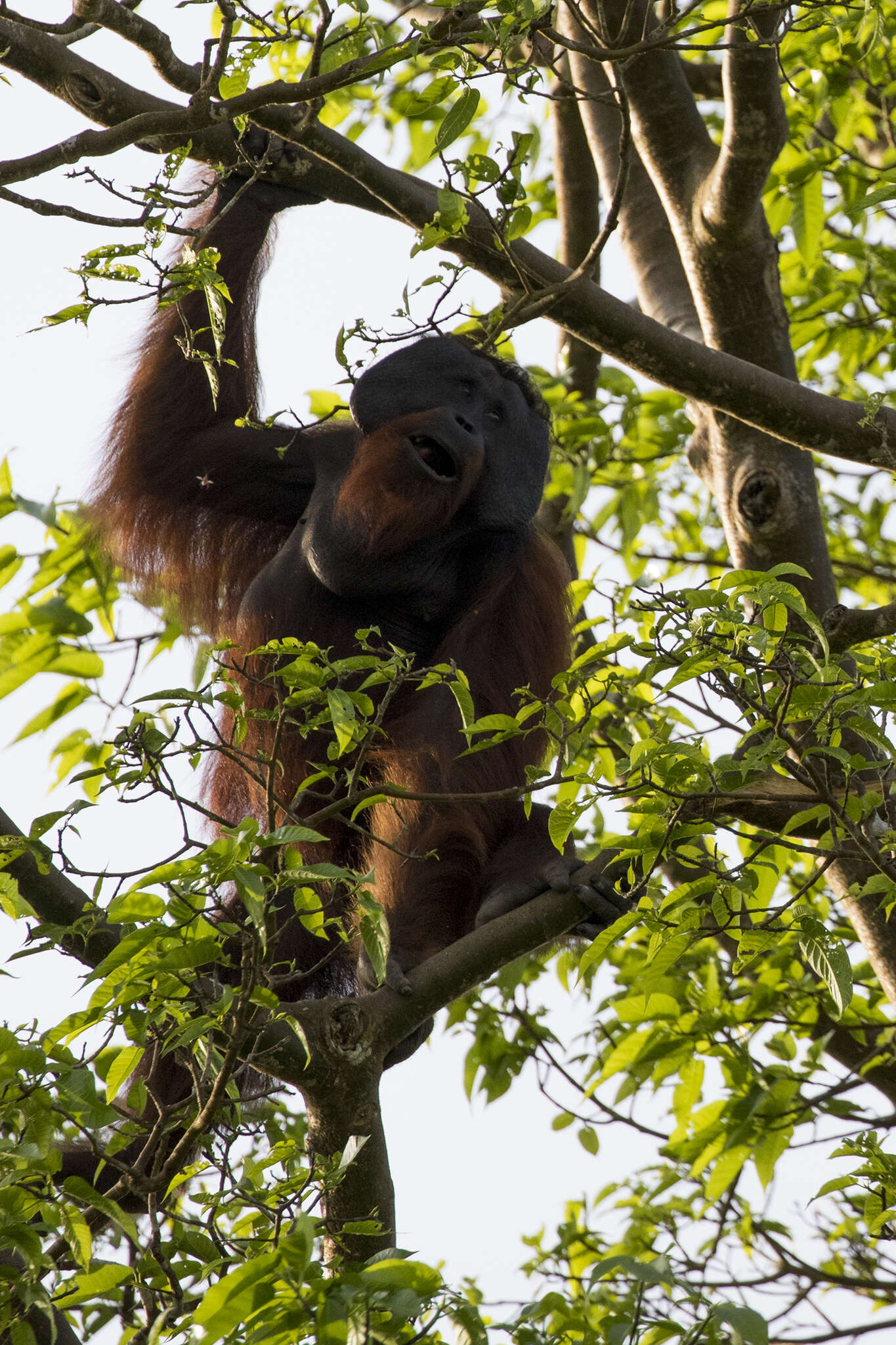 Image of Ponginae